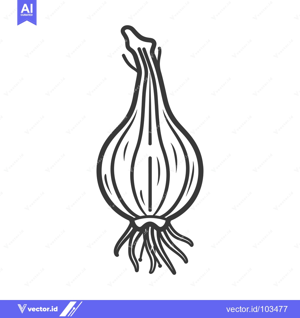 Premium Vector of Single Onion Bulb with Roots and Stem