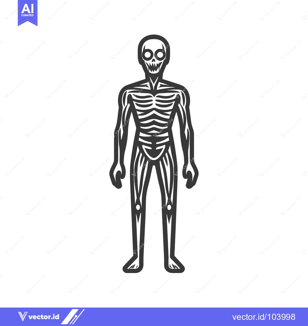 Premium Vector of Skeletal Human Figure with Detailed Musculature