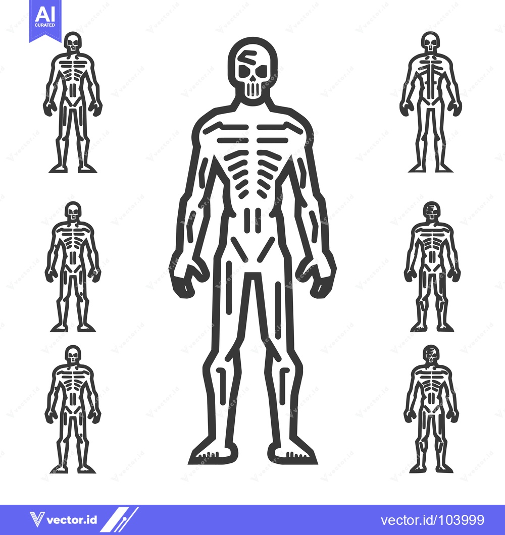 Premium Vector of Skeletal Human Figure with Skull Head and Detailed Bone Structure