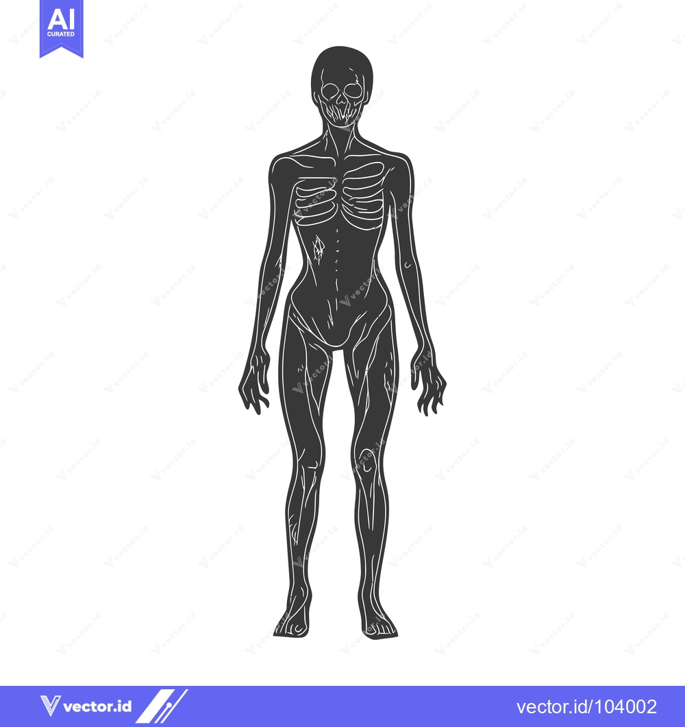 Premium Vector of Skeletal Woman with Visible Ribs and Muscles