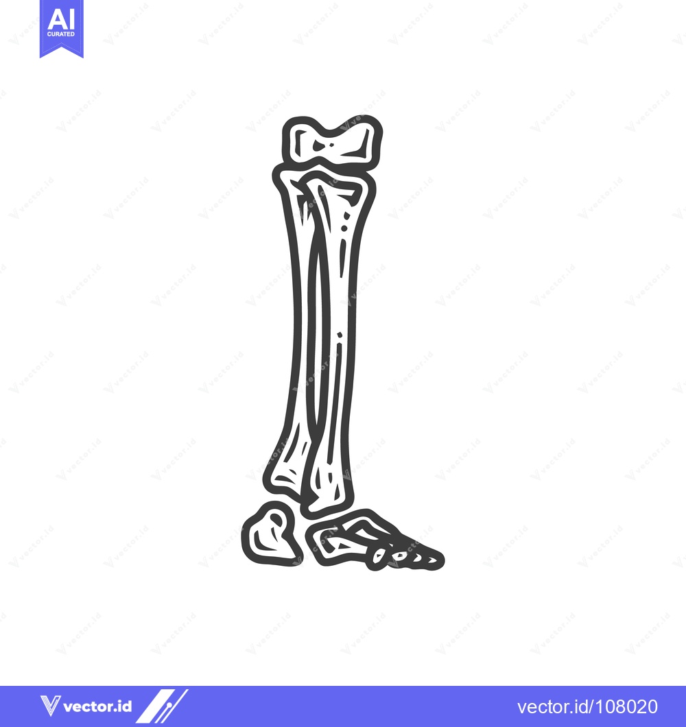 Premium Vector dari Anatomical Sketch: Tibia, Fibula, and Foot Bones in Detailed Outline