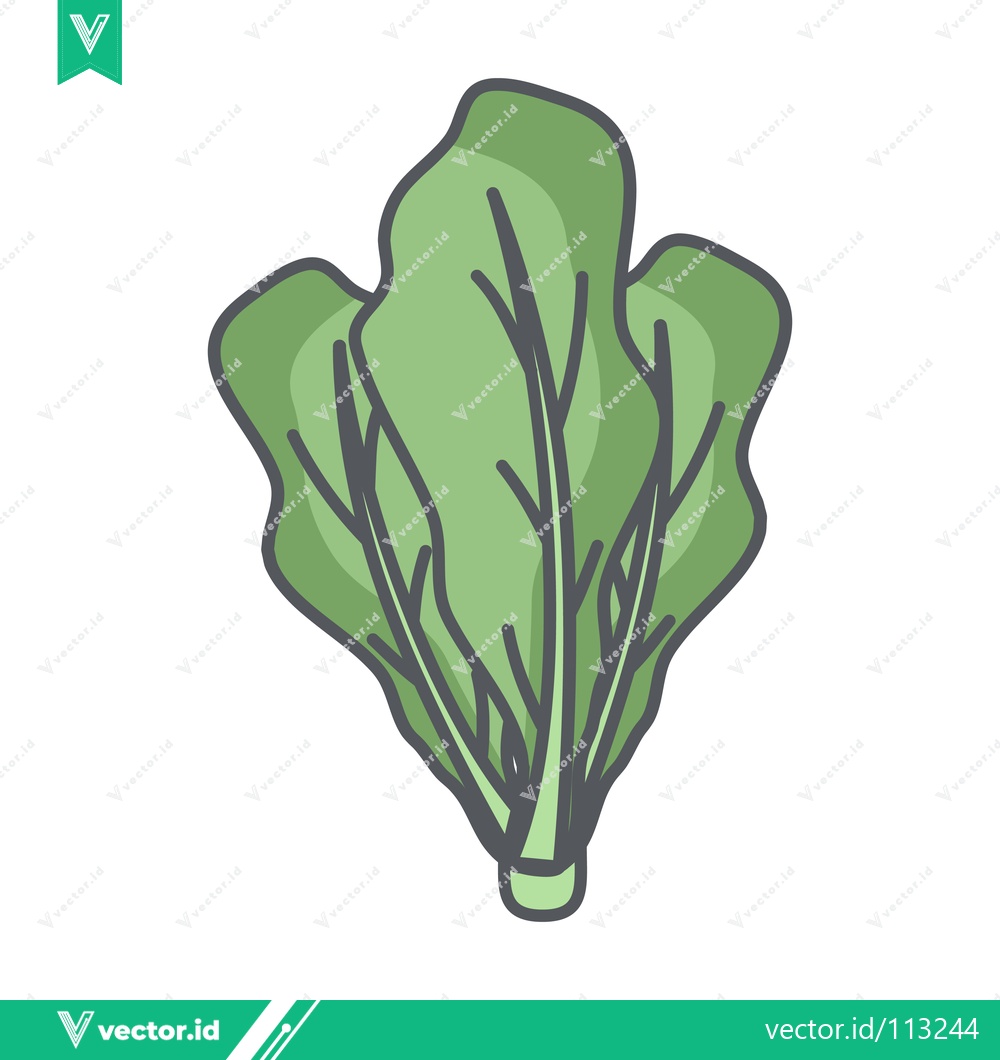 Premium Vector of Illustration of a fresh green lettuce leaf bunch