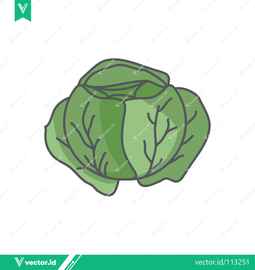 Premium Vector of Fresh Green Cabbage Vegetable Illustration