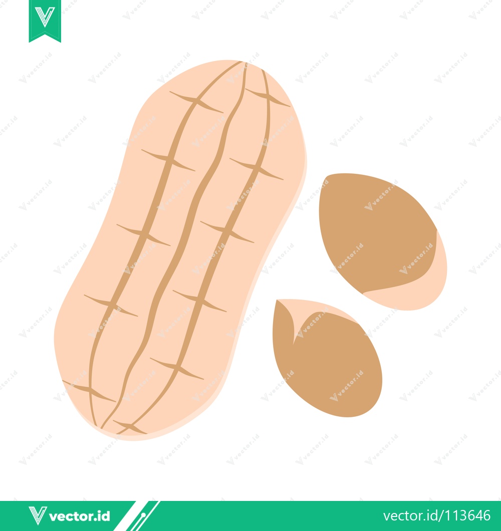 Premium Vector dari Peanut illustration with kernels on white background