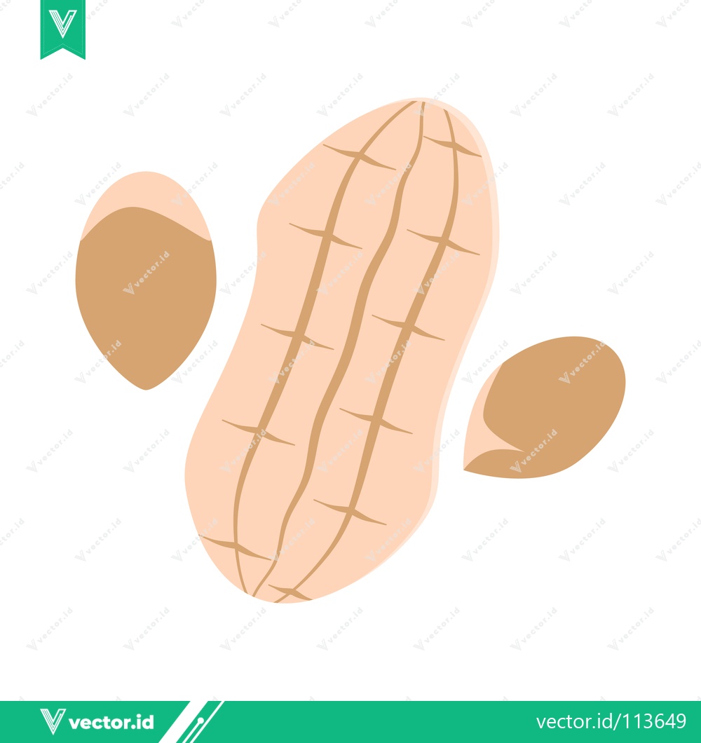 Premium Vector dari Illustration of a Peanut with Two Halves