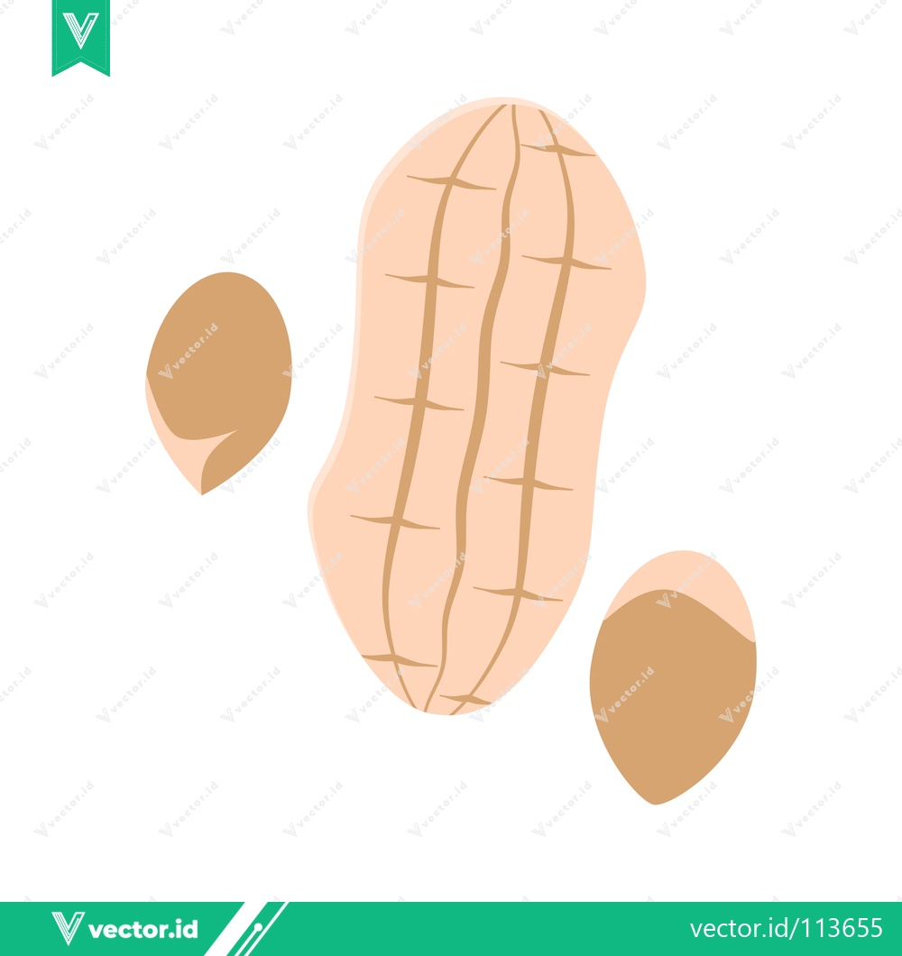 Premium Vector dari Illustration of a Peanut and Two Kernels
