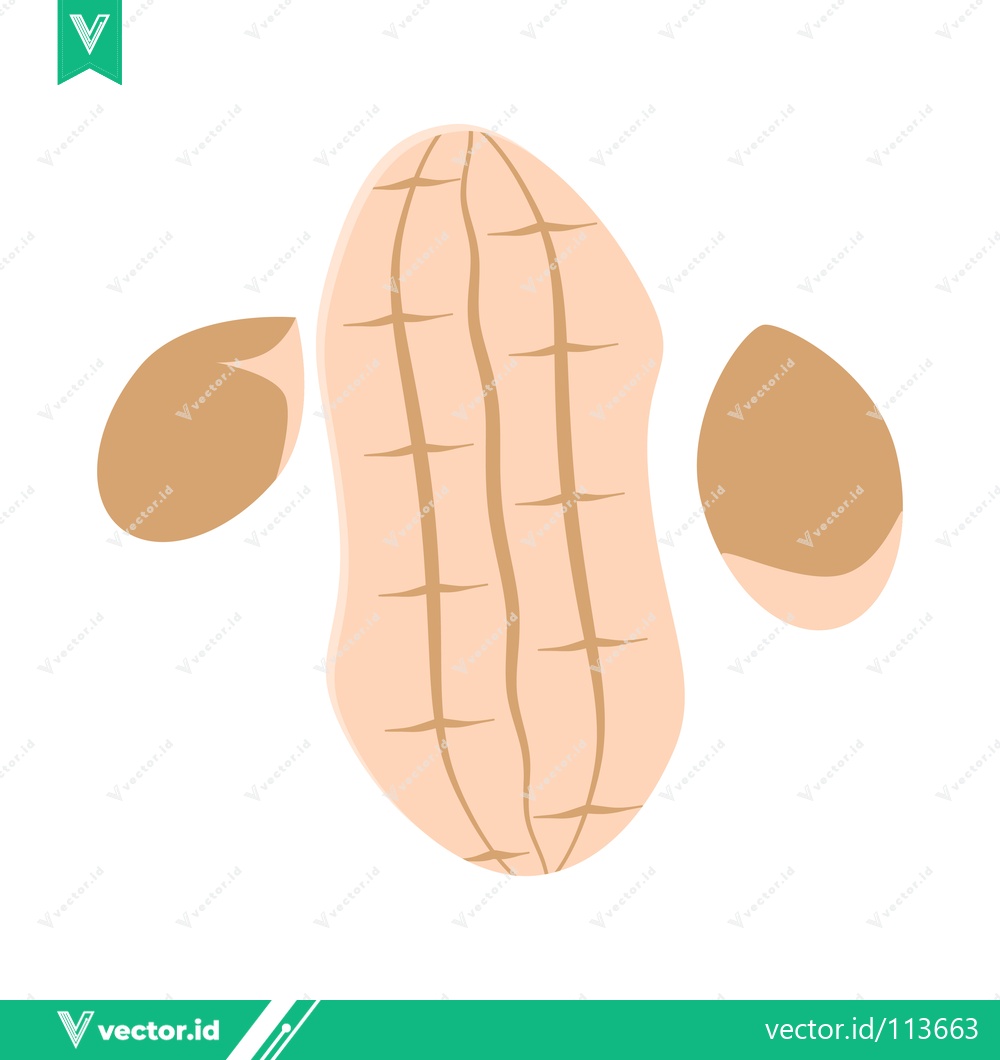 Premium Vector dari Peanut Shell with Two Shelled Peanuts Isolated on White Background