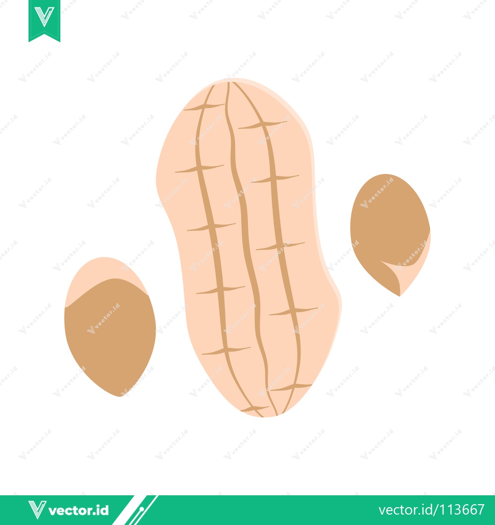 Premium Vector dari Illustration of a Peanut and Two Peanuts