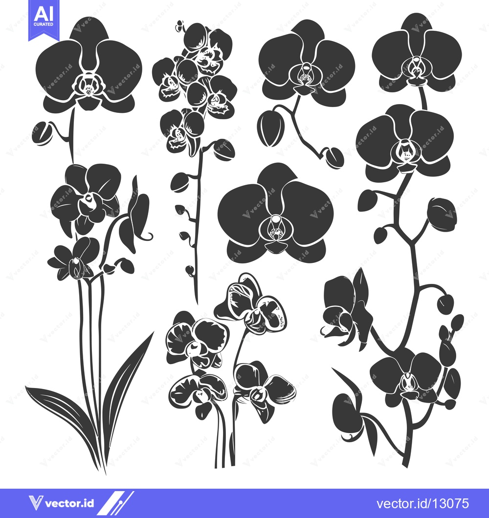 Premium Vector dari A Collection of Black Orchid Silhouettes