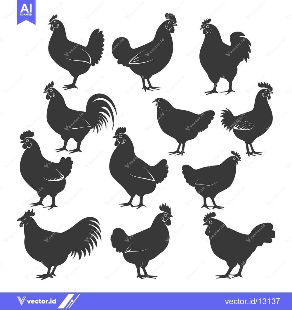 Premium Vector of A Collection of Chicken Silhouettes in Various Poses