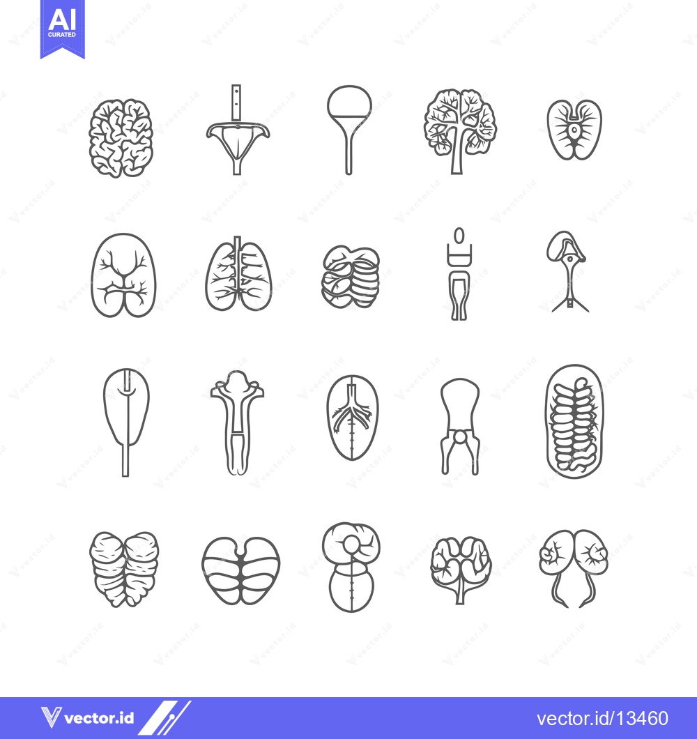 Premium Vector dari A Collection of Human Internal Organ Line Drawings