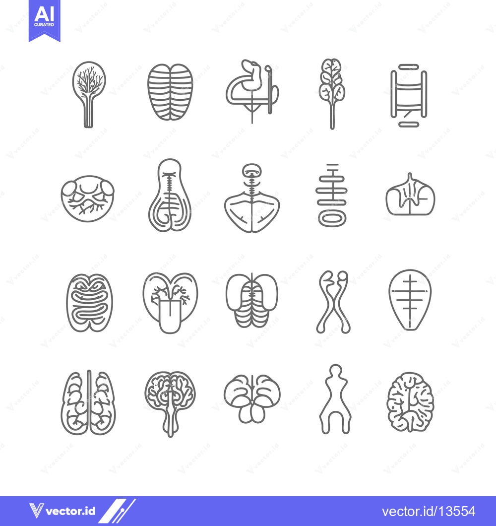 Premium Vector of A Collection of Line Drawings Depicting Various Human Organs