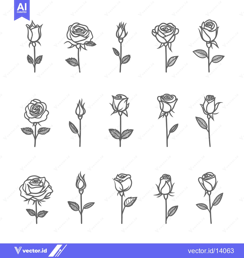 Premium Vector dari A Collection of Twelve Line Drawings of Roses in Different Stages of B