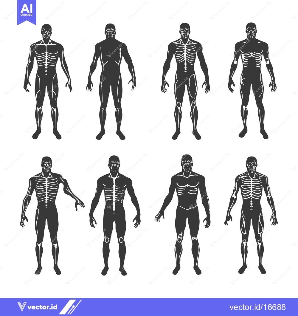 Premium Vector dari Anatomical Illustrations of the Human Skeleton and Musculature