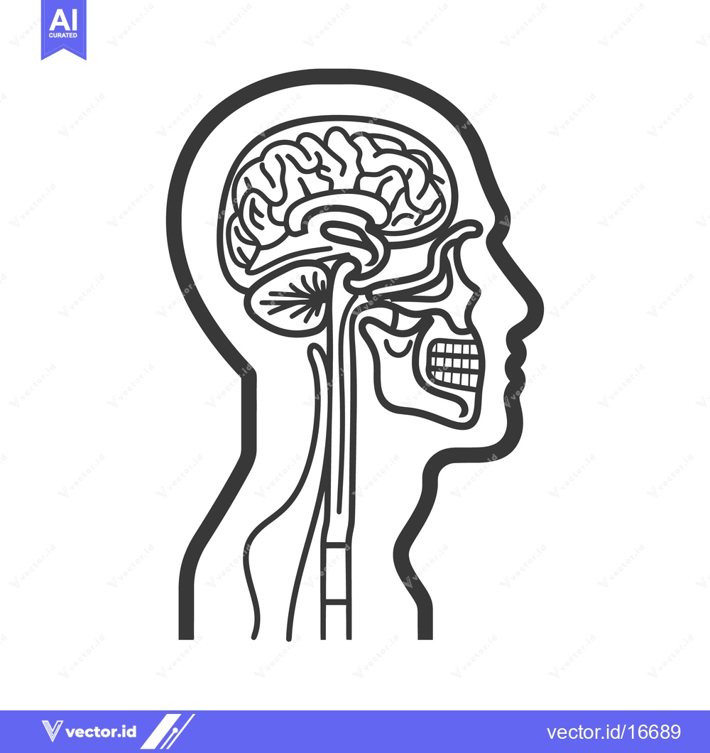 Premium Vector of An anatomical illustration depicting the human head and its internal s