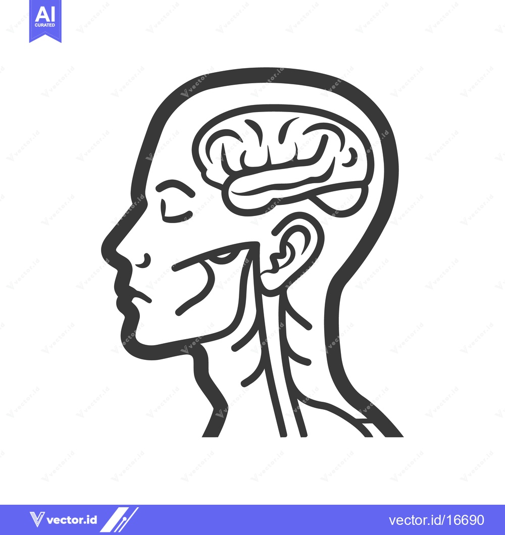 Premium Vector dari A simplified line drawing of the human head with internal structures