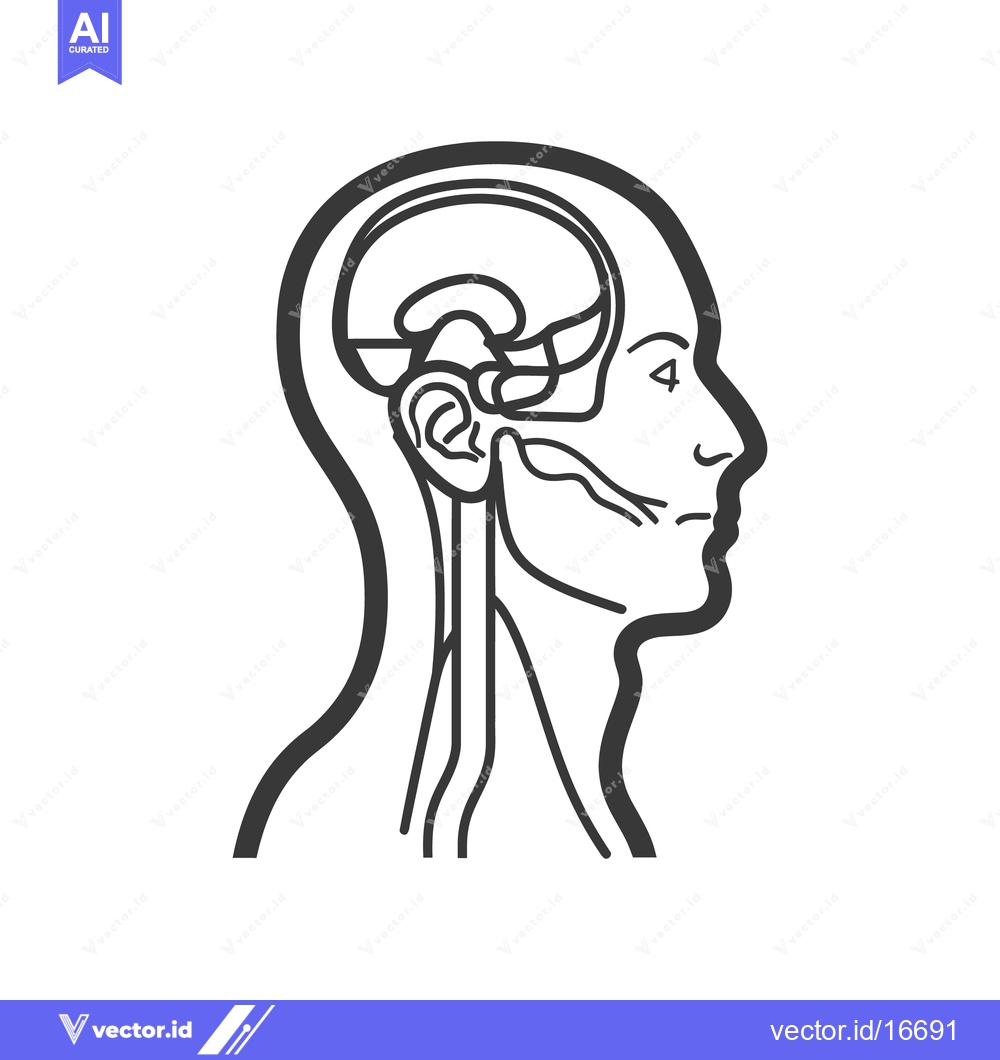 Premium Vector dari Detailed outline depiction of a human head with internal anatomy