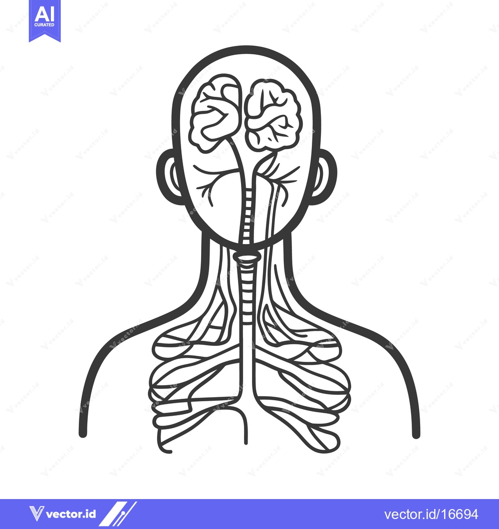 Premium Vector dari Human nervous system representation showing brain and spinal cord stru