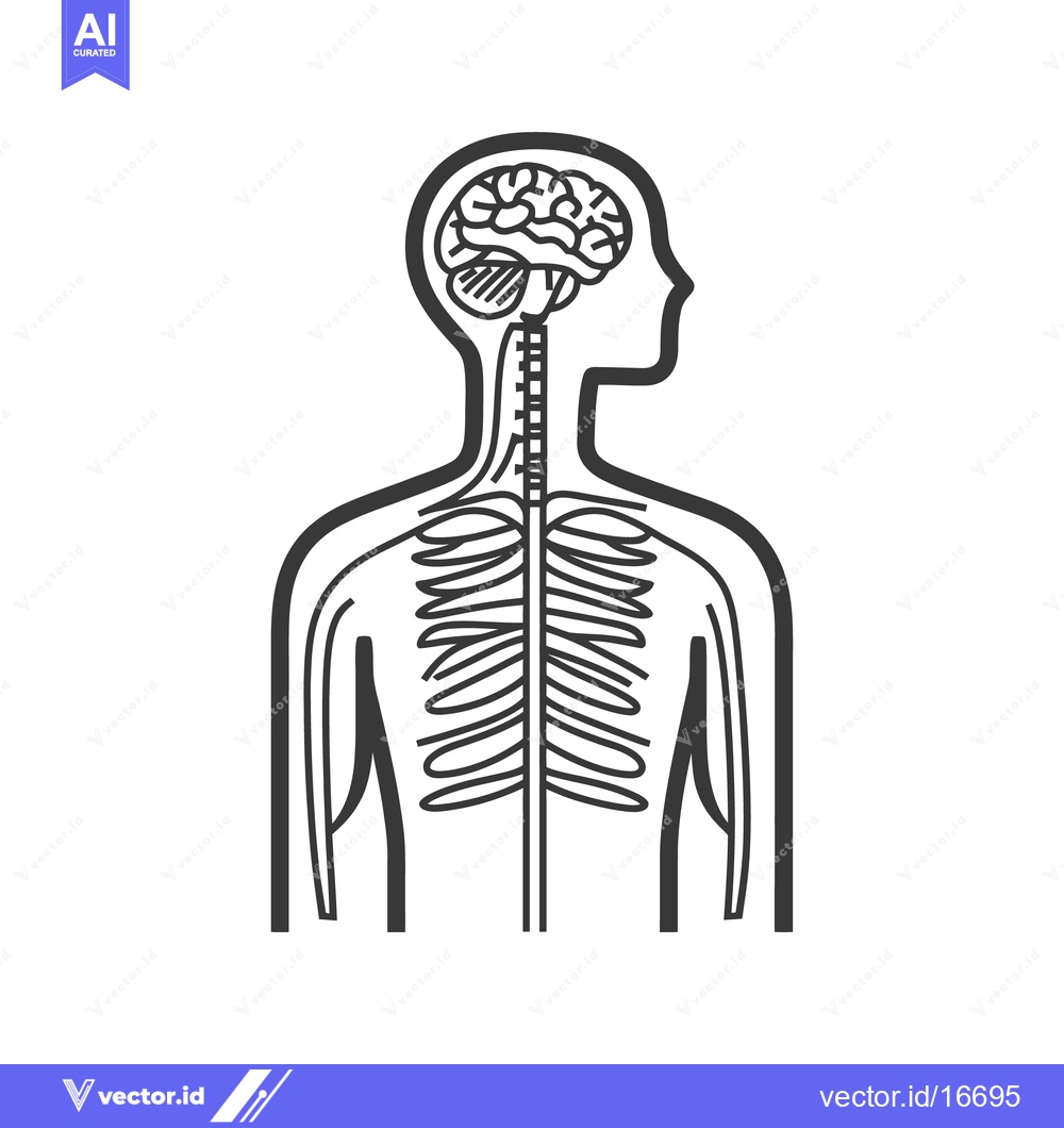 Premium Vector dari A diagram illustrates the human nervous system and brain