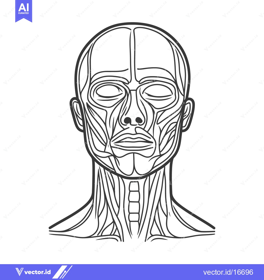 Premium Vector of Detailed anatomical depiction of human head and neck muscles