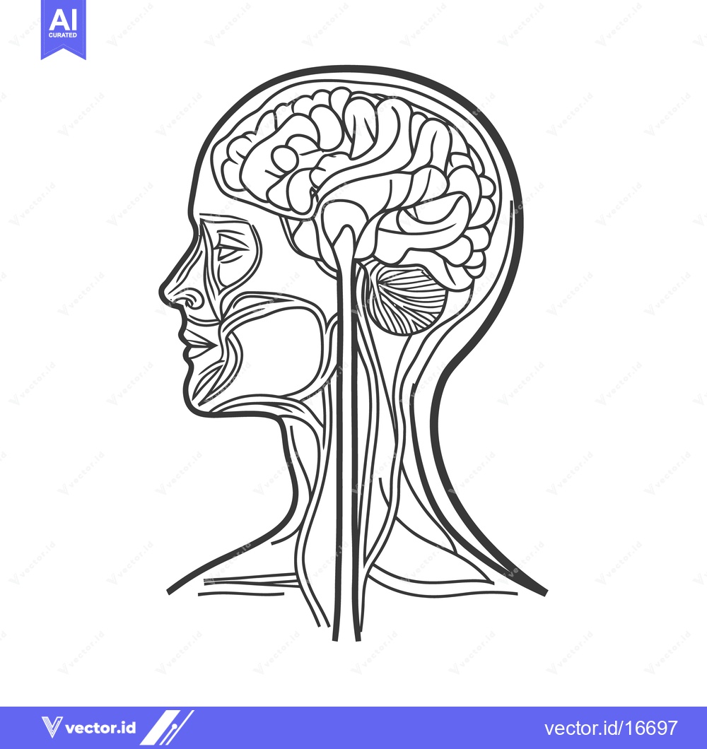 Premium Vector of Line drawing illustration of the human head and brain anatomy