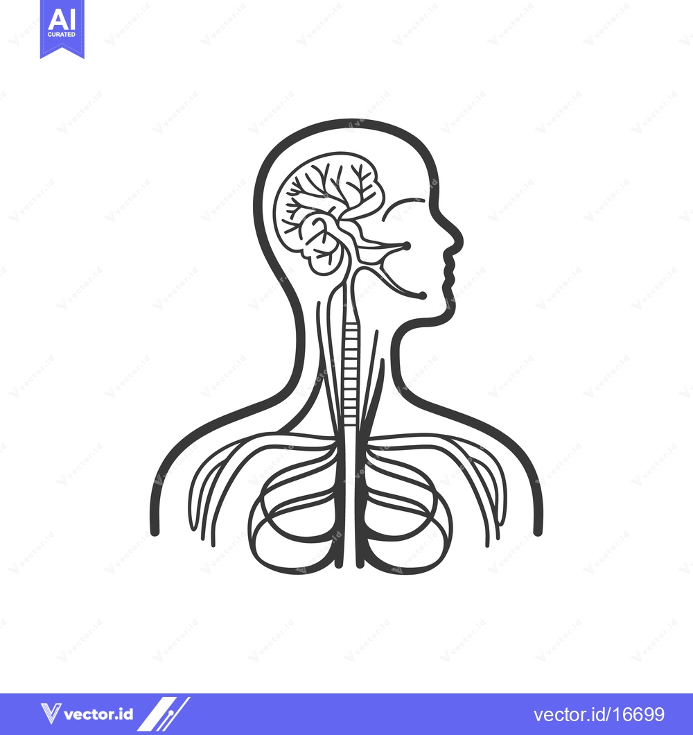 Premium Vector of A diagram illustrating the human nervous system and brain activity