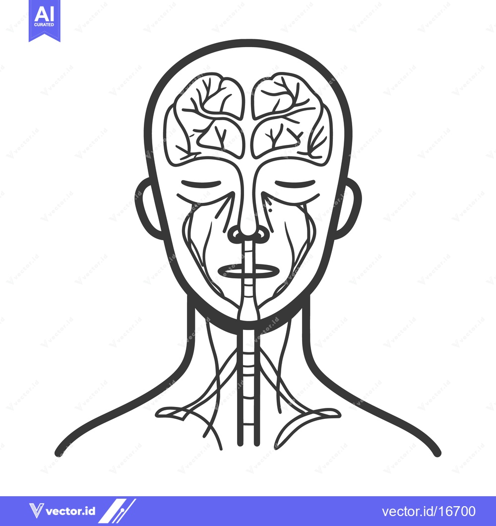 Premium Vector dari A diagram depicting the human head with its internal brain features