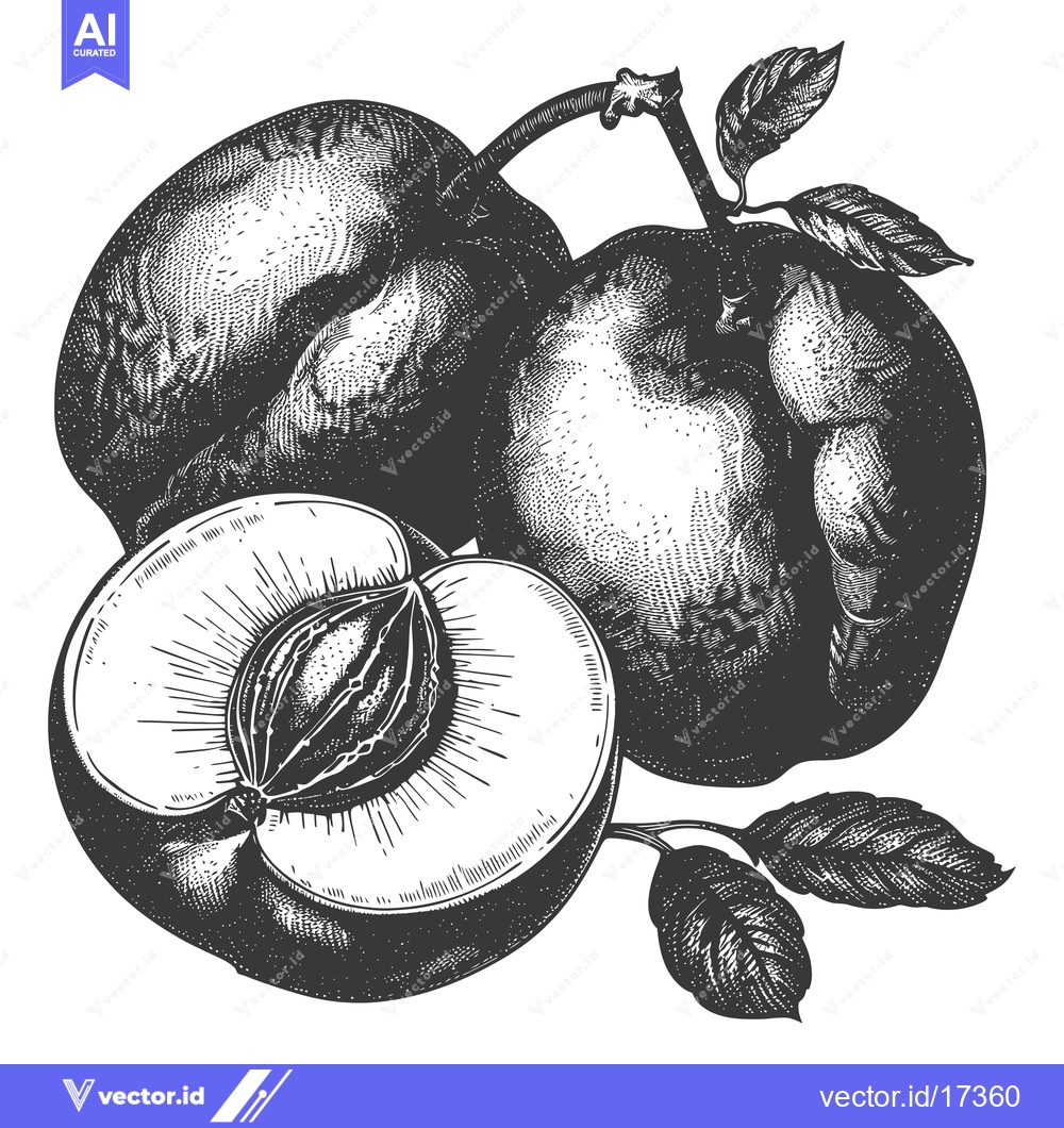 Premium Vector dari An intricately drawn cross section of a fruit