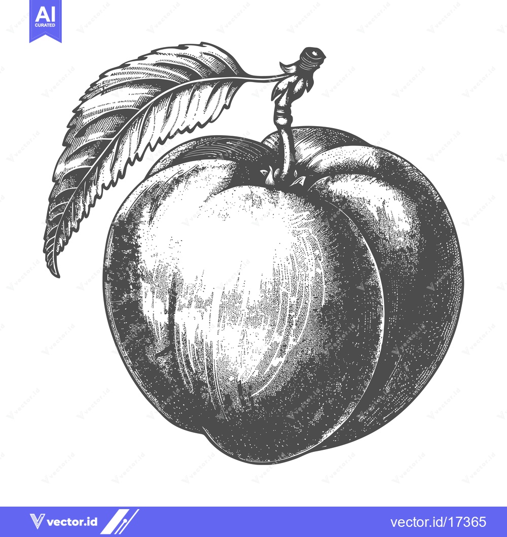 Premium Vector dari A single fresh peach fruit with its green leaf