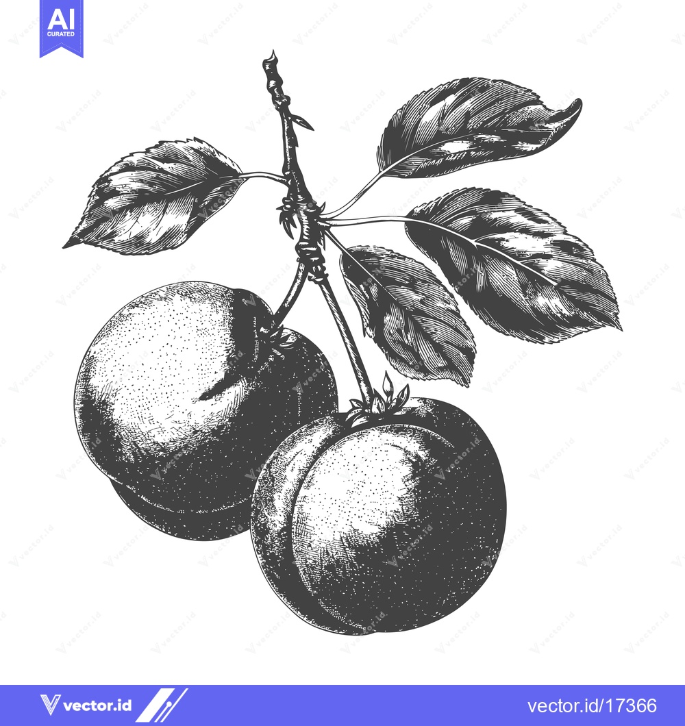 Premium Vector dari Two plums branch shows leaves and plums details