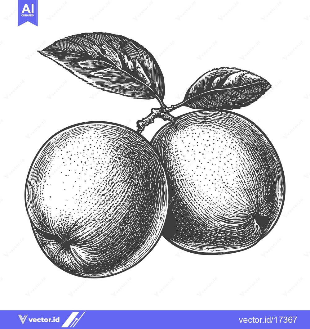 Premium Vector of Two apples and leaves are depicted in a vintage style