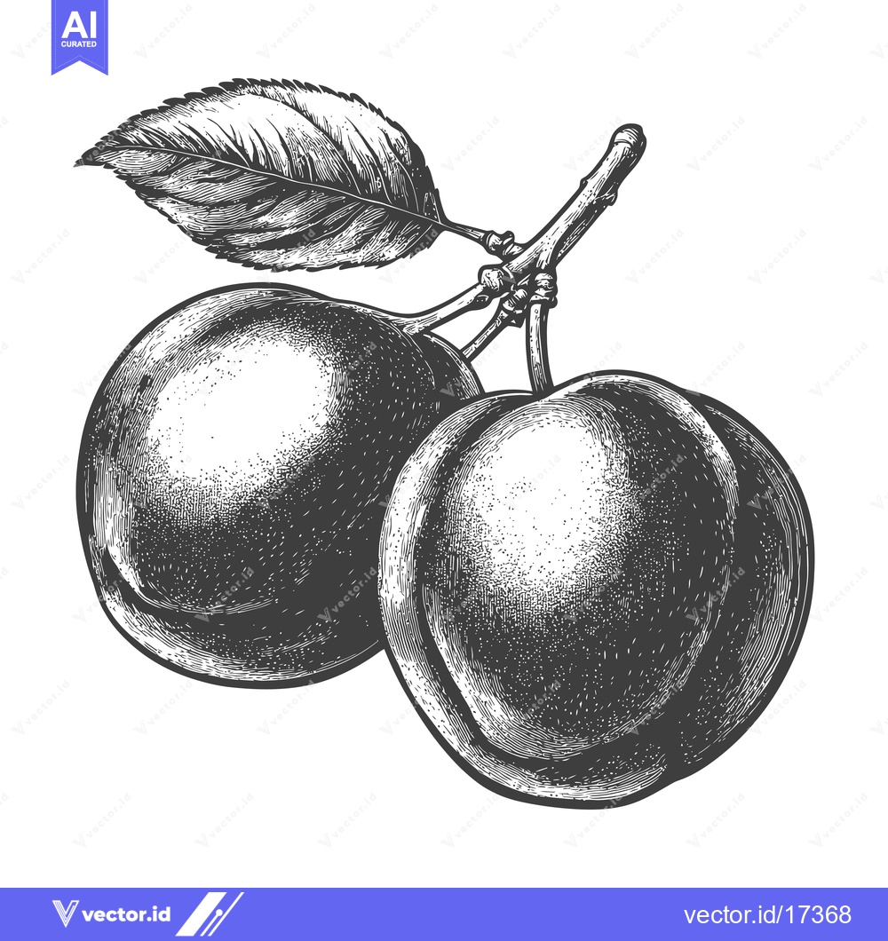 Premium Vector dari Two plums and a leaf are shown on a branch