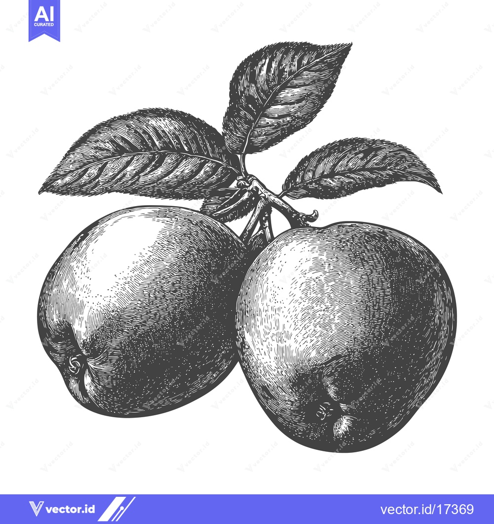 Premium Vector of Two apples and leaves are illustrated on white background