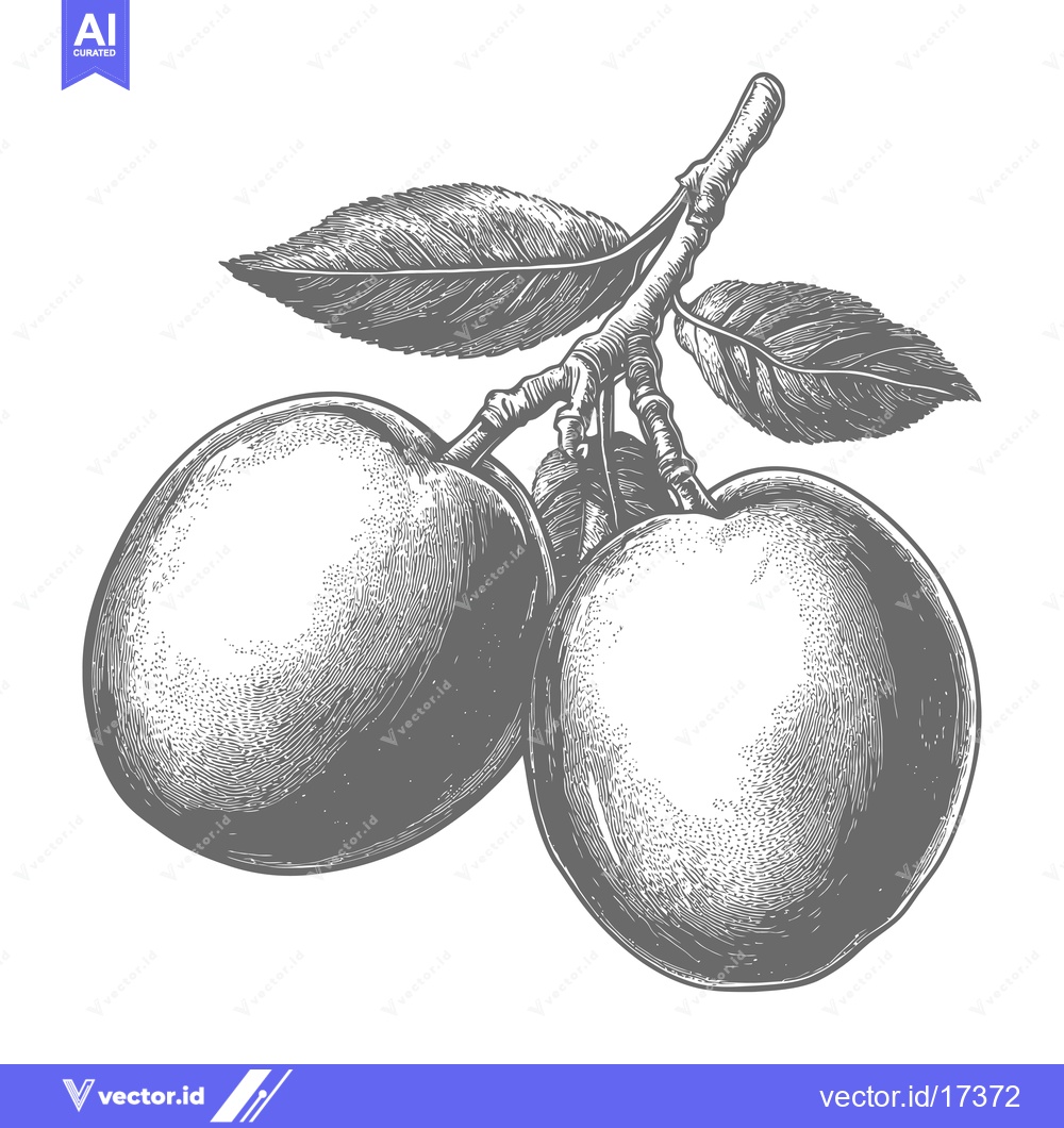 Premium Vector of A Branch of Plum with Two Fruits and Leaves