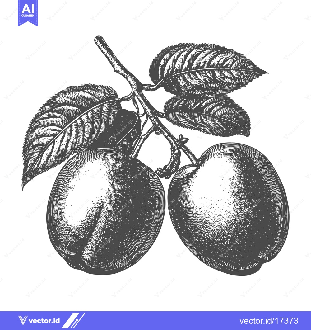 Premium Vector dari Two plums hanging from a branch with leaves in detail