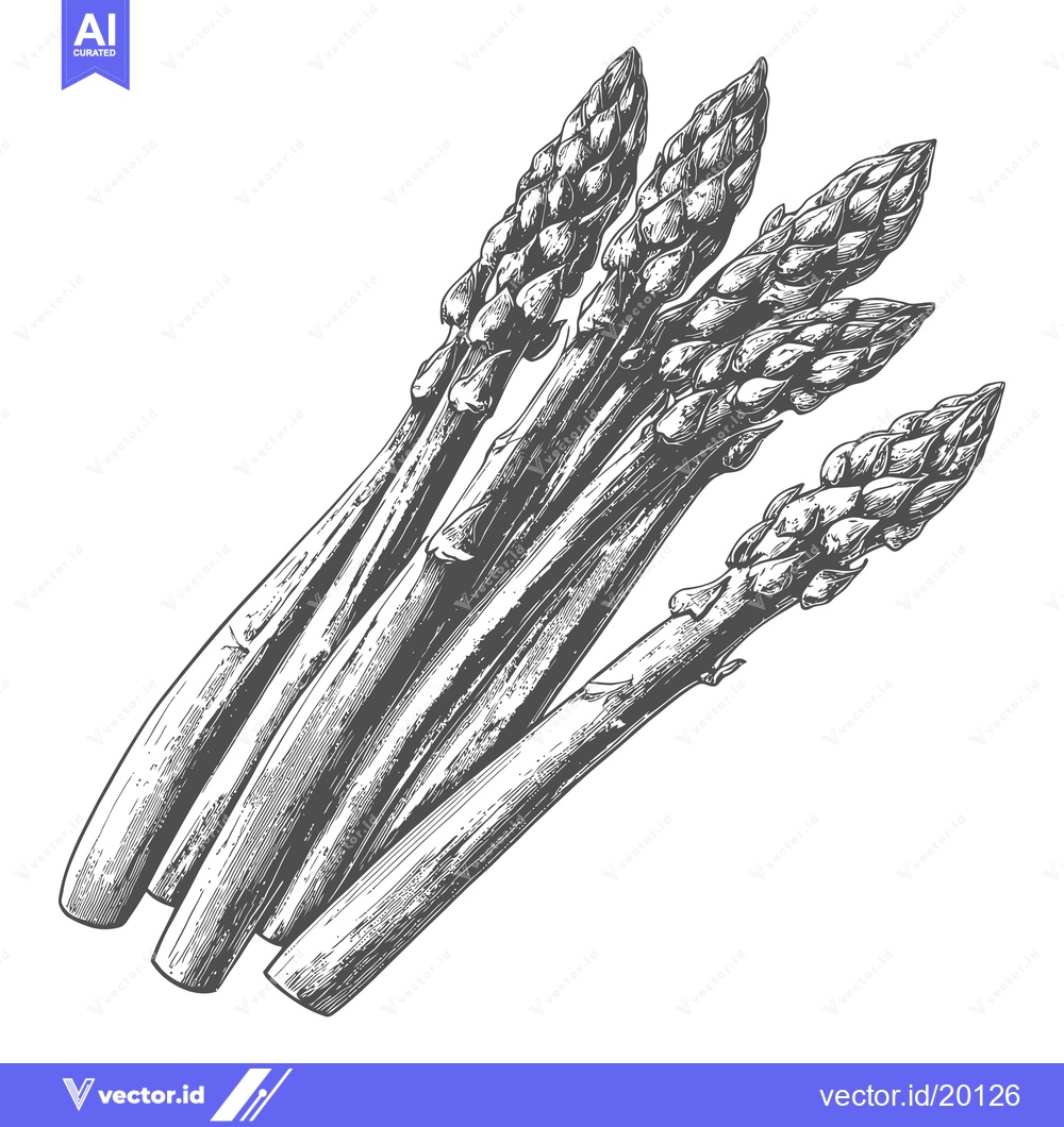 Premium Vector of A detailed hand drawn sketch of fresh asparagus spears