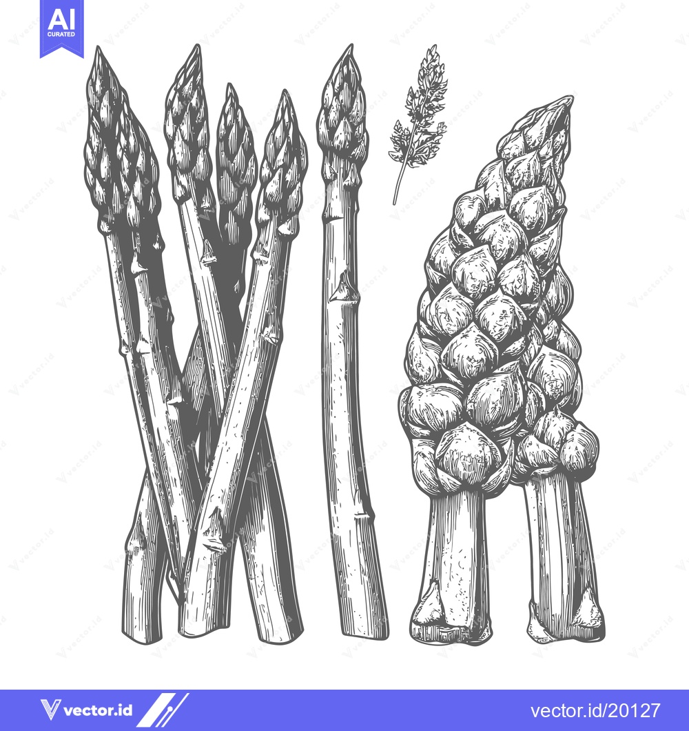 Premium Vector of Asparagus sprigs are illustrated in a black and white engraving