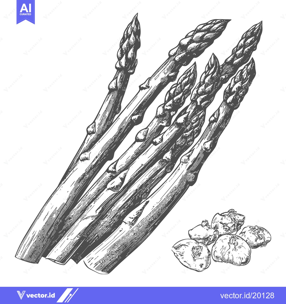 Premium Vector of Fresh asparagus spears in grayscale vector illustration against a whit