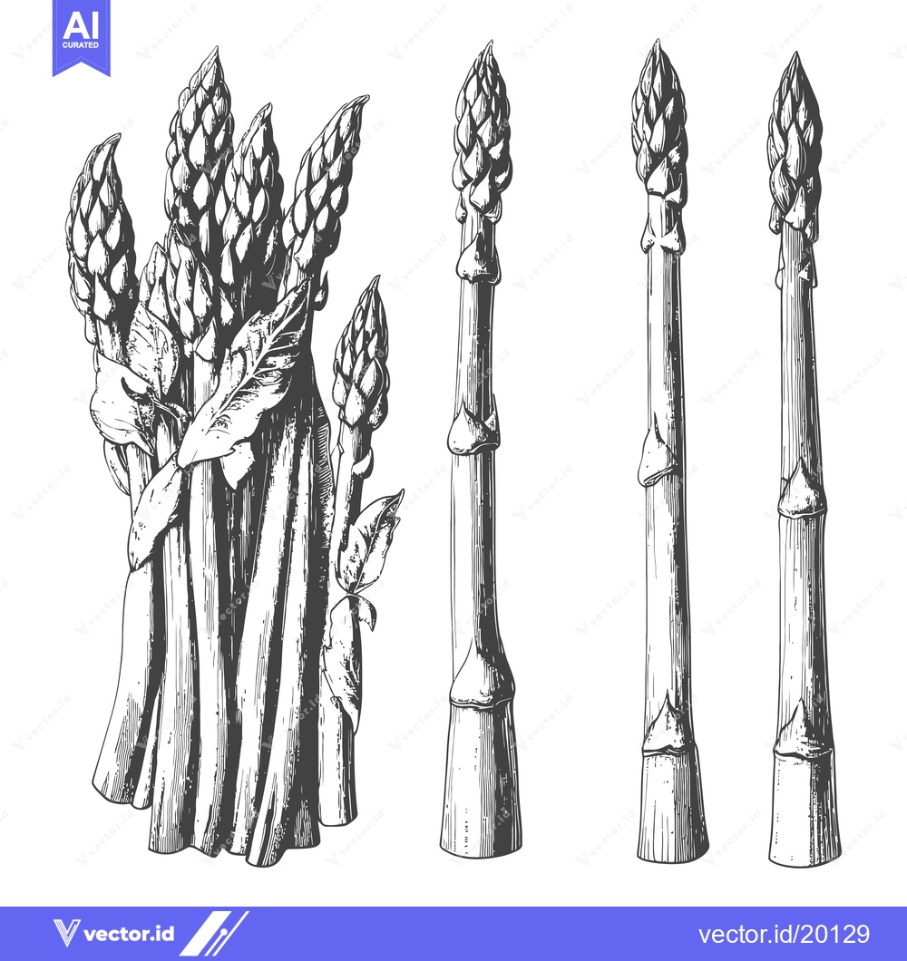 Premium Vector of Asparagus vegetable illustrations depict various illustrations in blac
