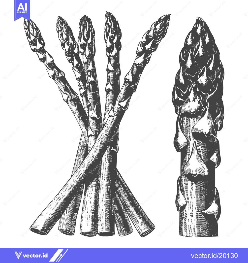 Premium Vector dari Asparagus stalks and the illustration of a single upright plant