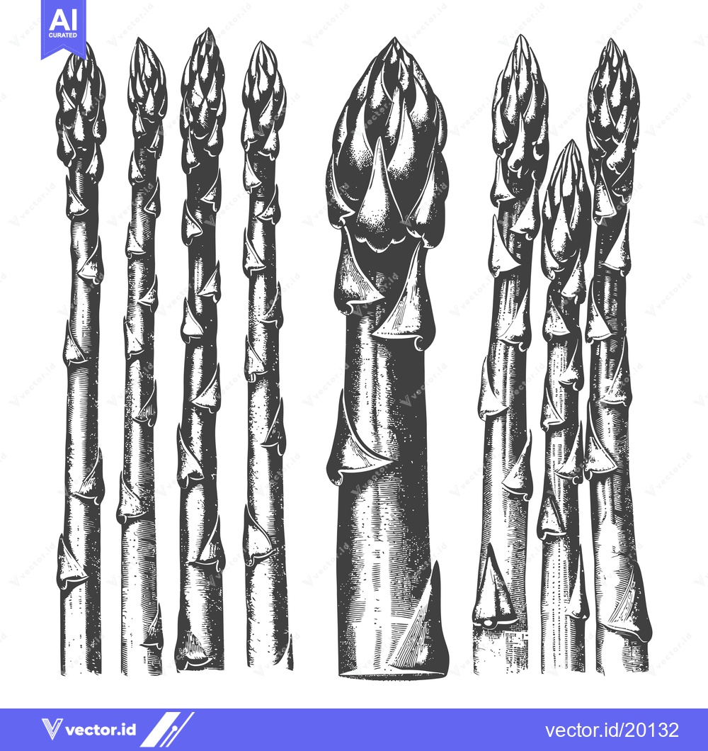 Premium Vector dari Asparagus spears in a detailed engraved style illustration