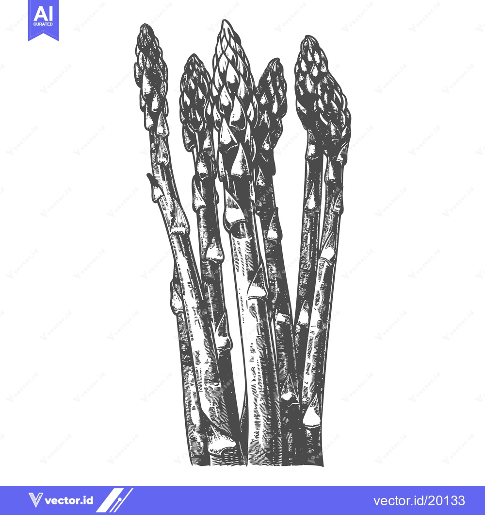 Premium Vector of Asparagus stalks are illustrated in a classic black and white style