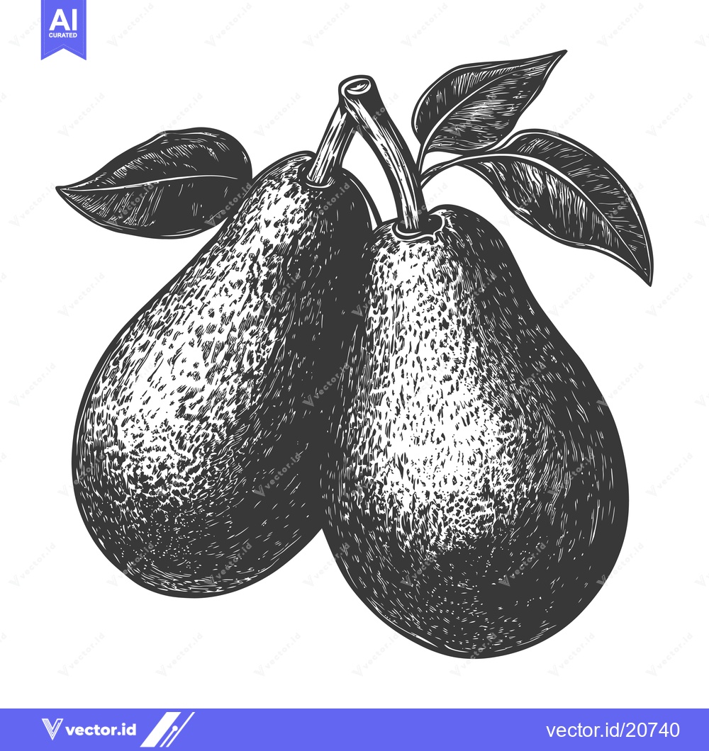 Premium Vector dari Two Pears with Leaves Attached to Their Branch
