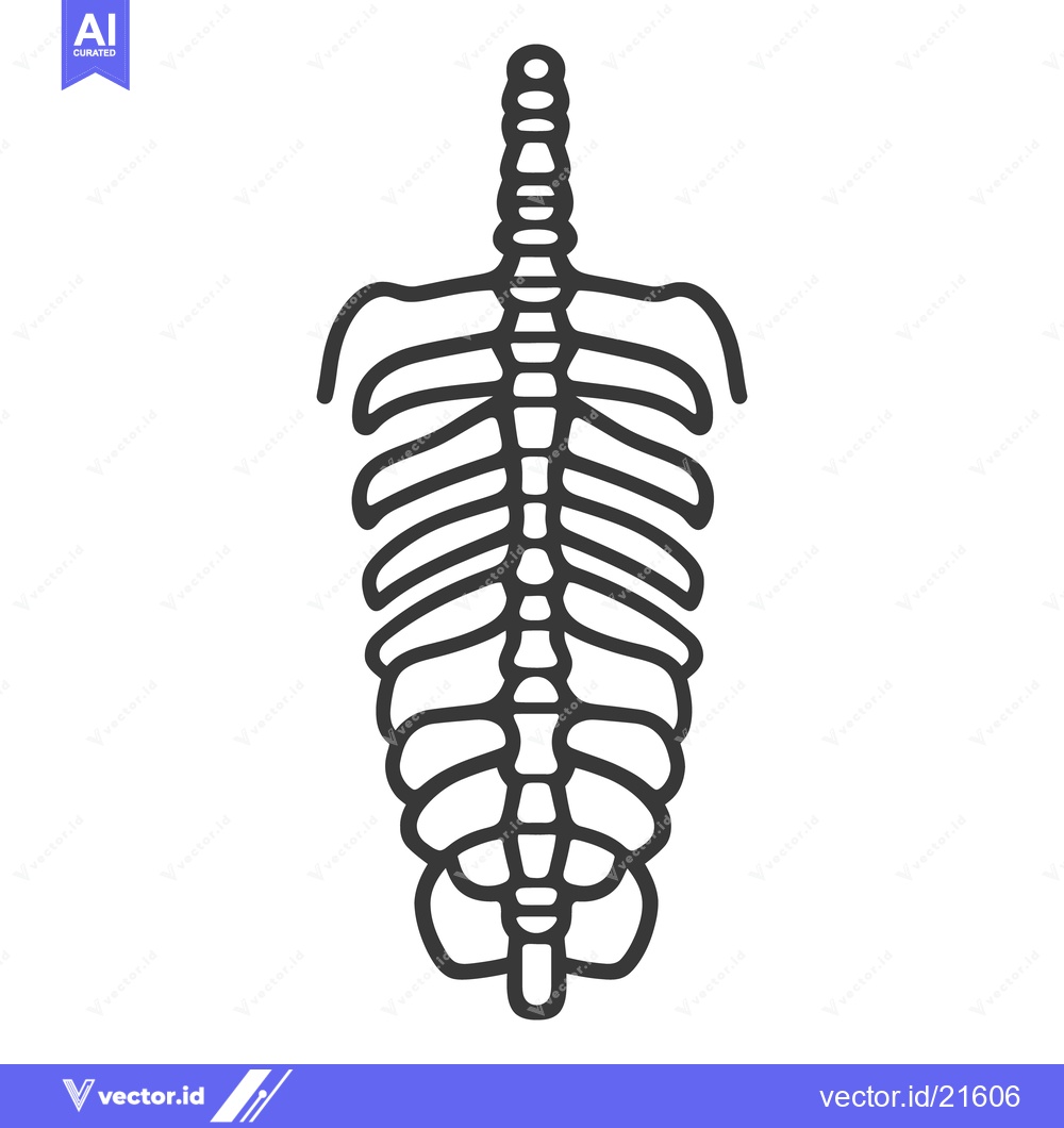 Premium Vector dari Simple illustration of the human skeletal spine and ribcage anatomy