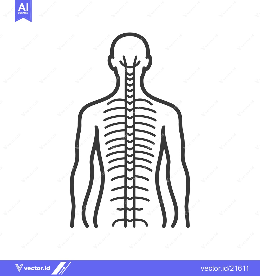 Premium Vector dari A diagram illustrating the human spinal cord and skeletal structure