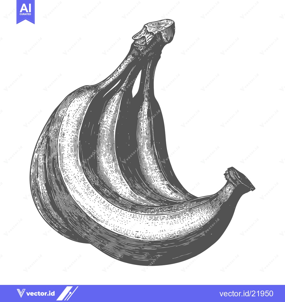 Premium Vector of Bunch of bananas depicted in a detailed engraving style