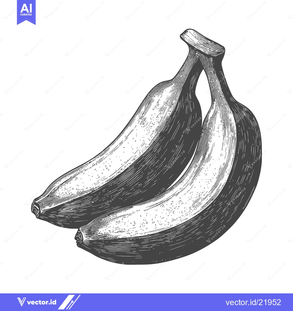 Premium Vector of Two bananas shown with their stems in a grayscale style
