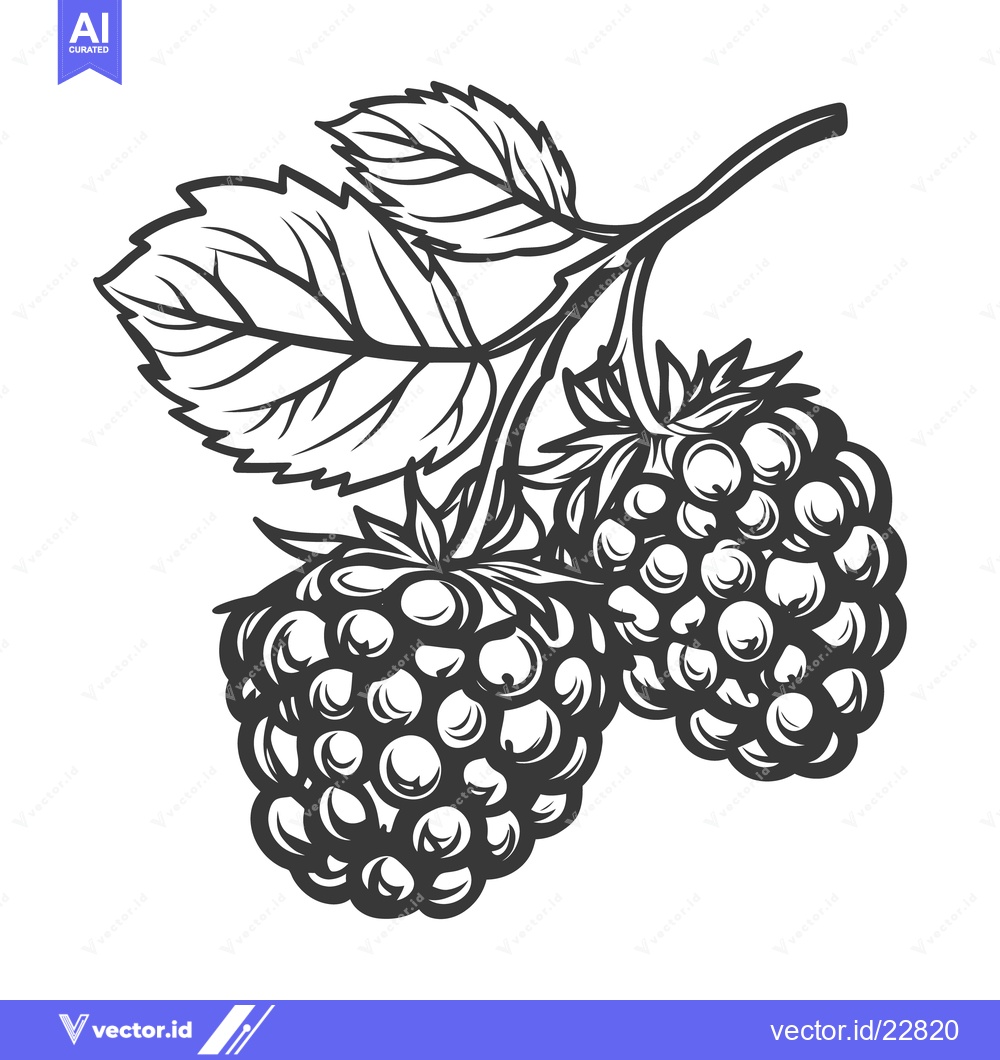 Premium Vector of Two ripe blackberries with green leaves on a branch are depicted