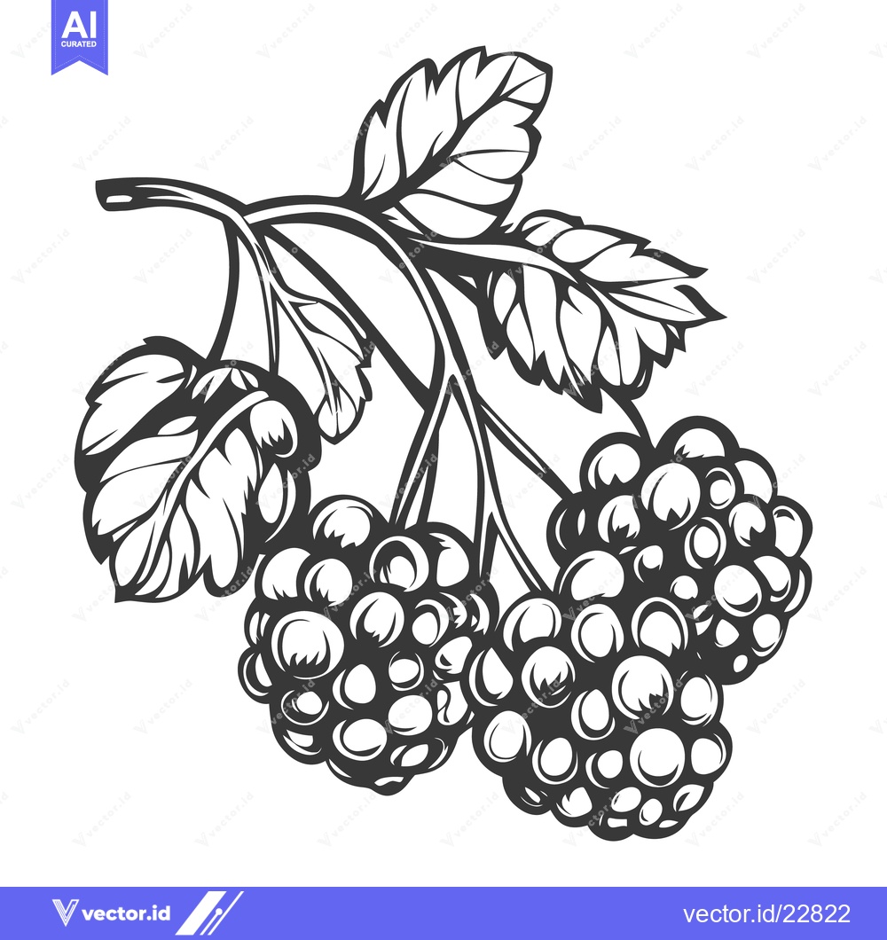 Premium Vector dari A detailed black and white illustration of clustered berries and leave