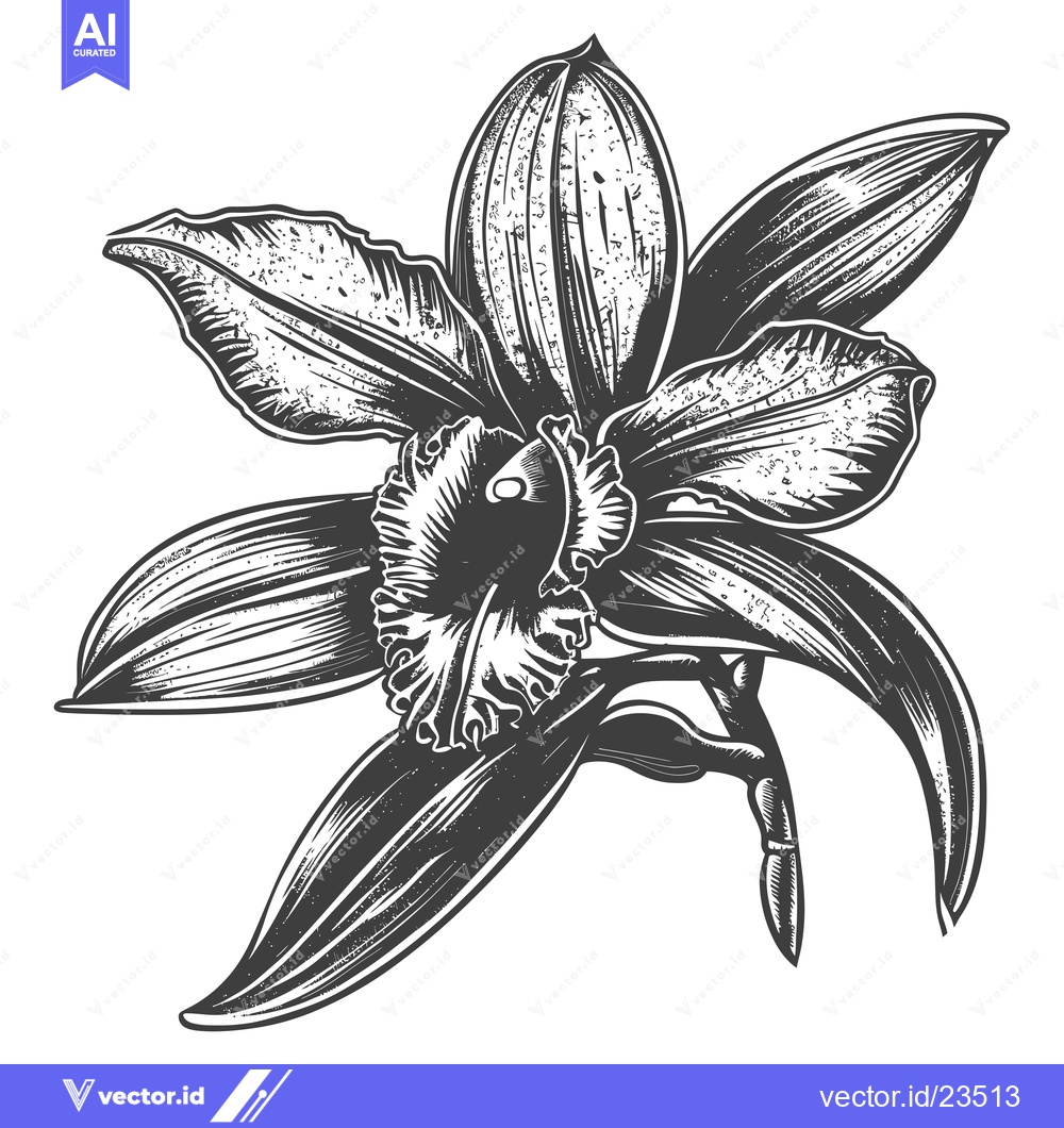 Premium Vector dari Black and White Hand Drawn Illustration of a Vanilla Orchid